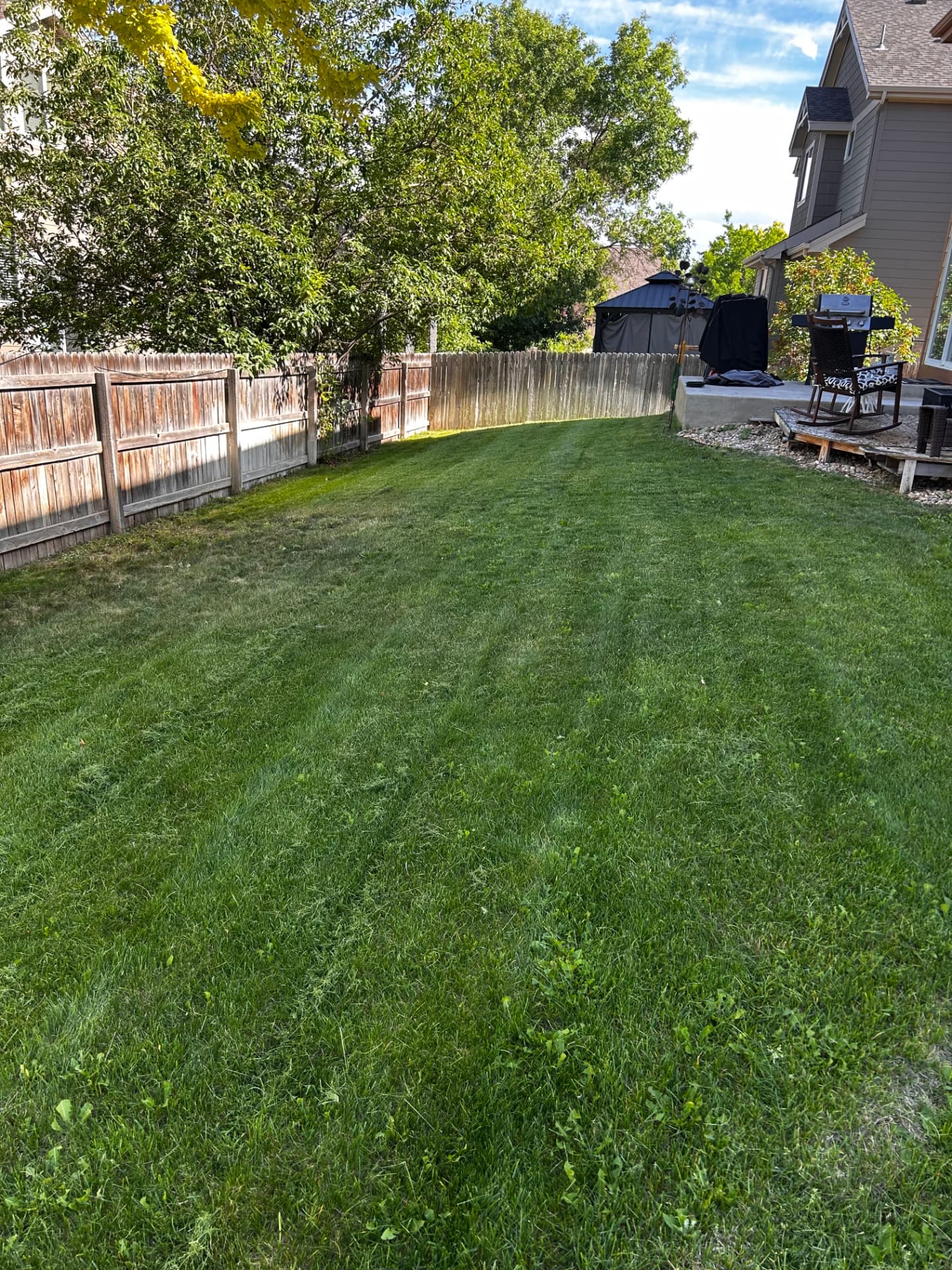 Striped backyard lawn along a wood privacy fence