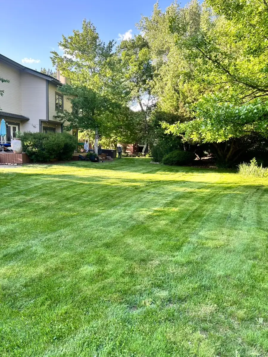 Freshly mowed shaded backyard lawn with mature trees in Denver, Colorado