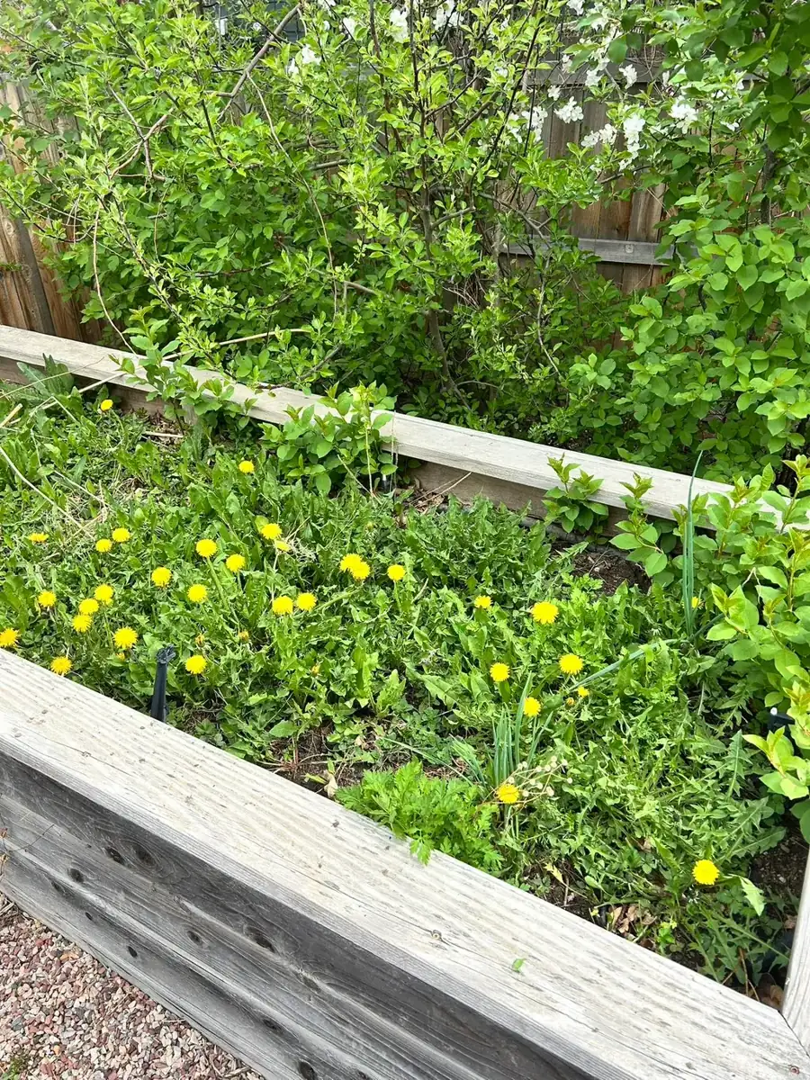 Raised garden bed cleared of weeds during a Colorado yard cleanup