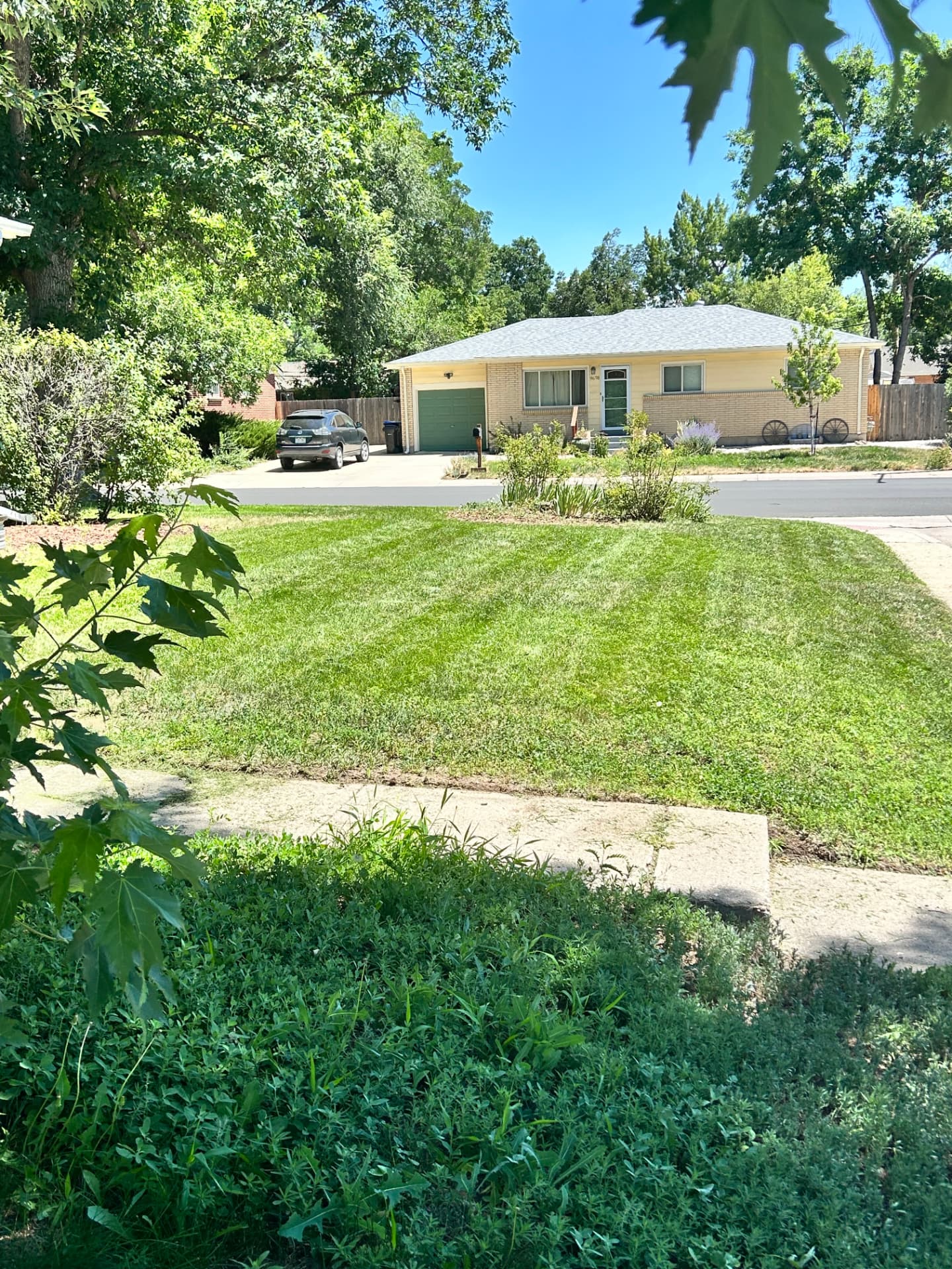 Crisp front yard mow with edged sidewalk