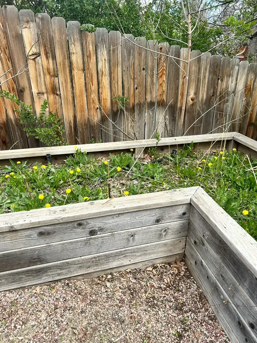 Weed removal in raised wood planter beds along a privacy fence